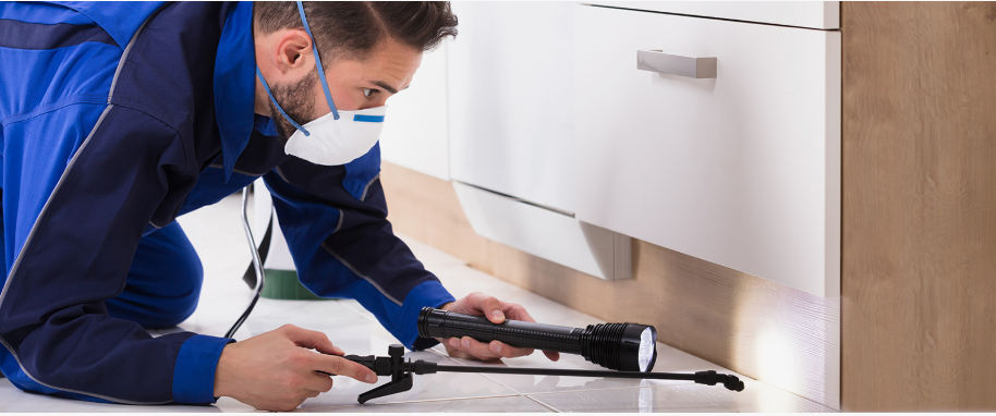 Rohnert Park pest xpert removal